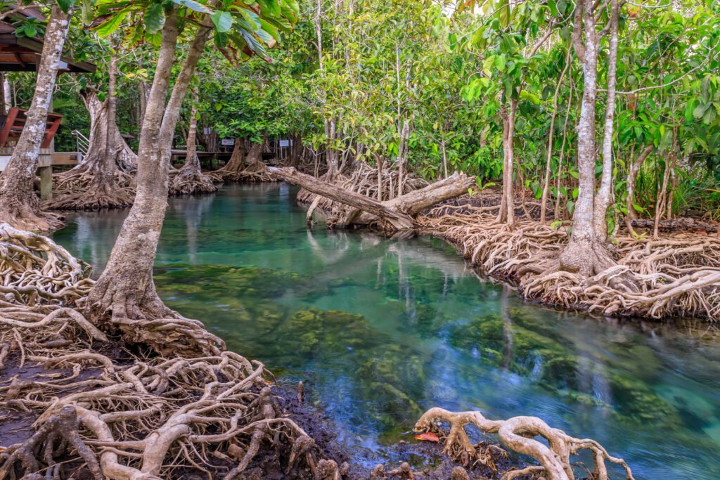 Mangrove Forest Koh Yao Noi